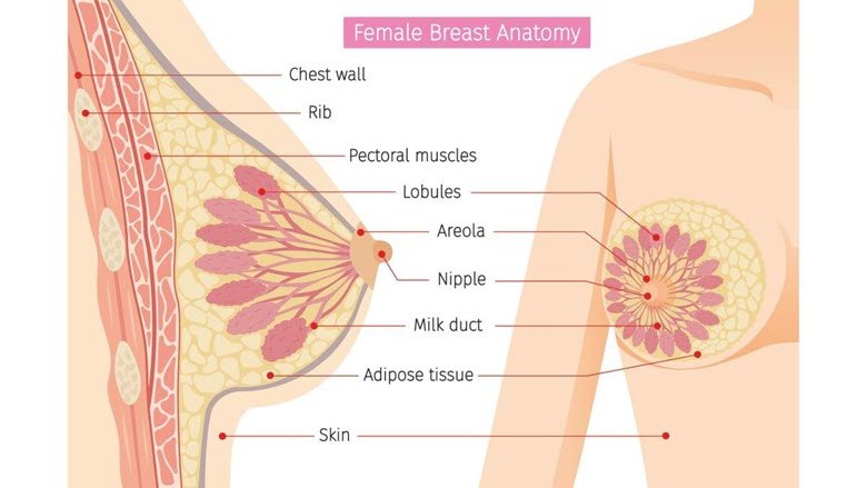 female-breast-anatomy
