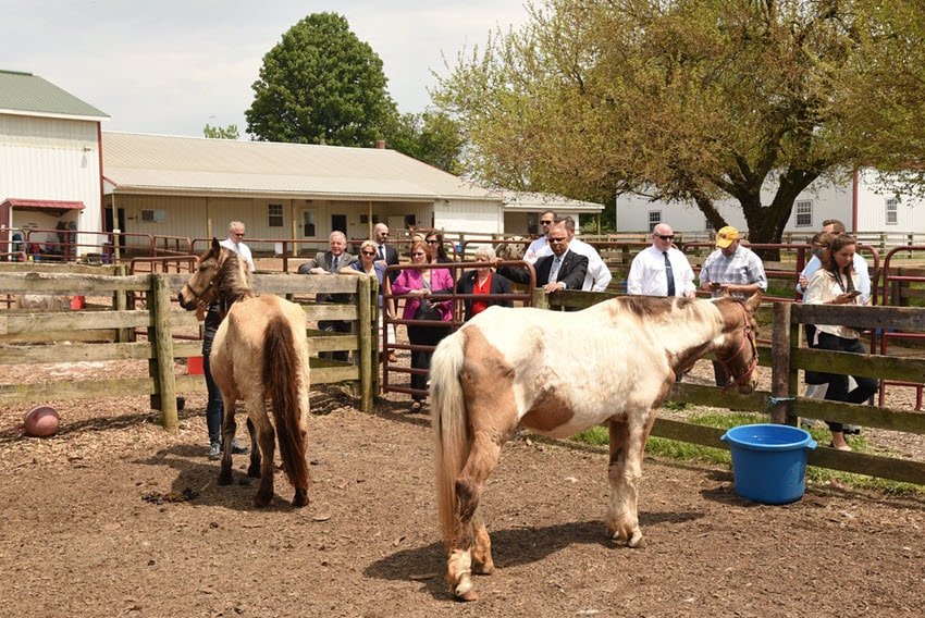 Days End Farm Horse Rescue Maryland