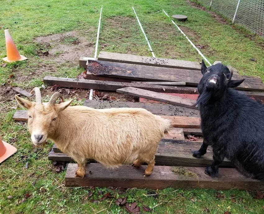 The Belmont Goats Portland Oregon
