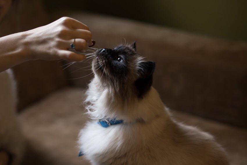 training a cat with treats
