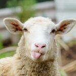 40 Sheep Puns and Jokes to Make You Smile
