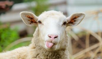 40 Sheep Puns and Jokes to Make You Smile