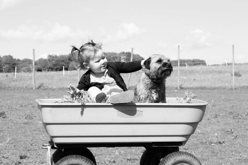 babies and dogs