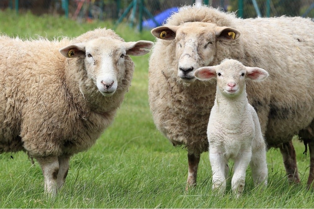 two sheeps and a lamb