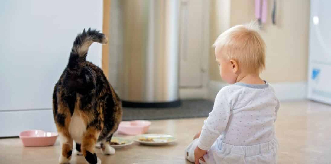 Can Cats Eat Baby Food?