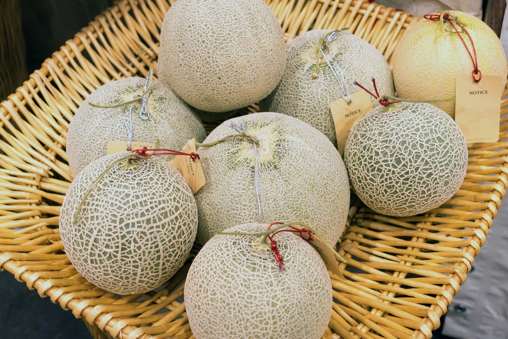 Fresh ripe melons or Cantaloupe melons