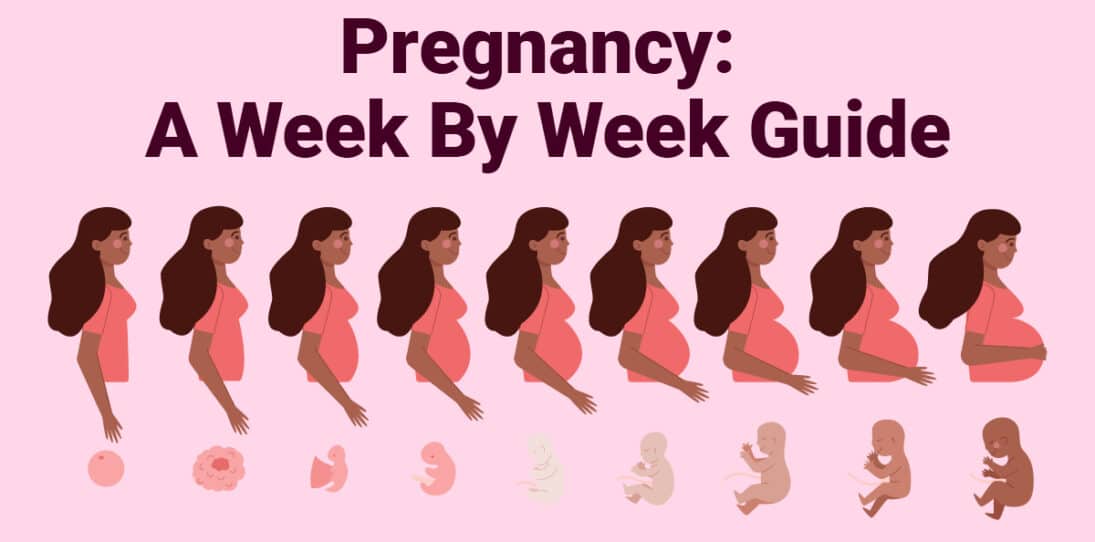 Pregnancy A Week By Week Guide