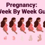 Pregnancy A Week By Week Guide