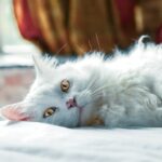 Can Cats Sense Pregnancy? Showing Clingy Behavior?