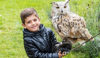 45 Best Owl Names with Meanings