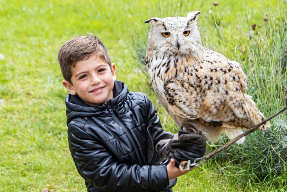 45 Best Owl Names with Meanings